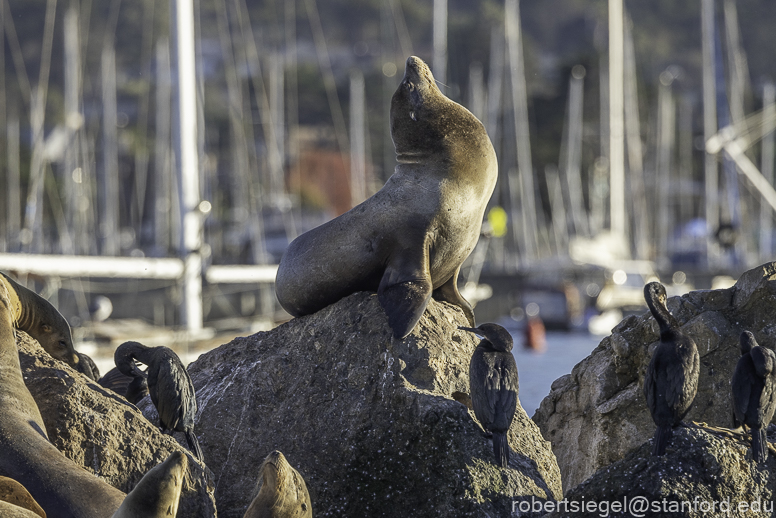 Monterey Bay whale watching